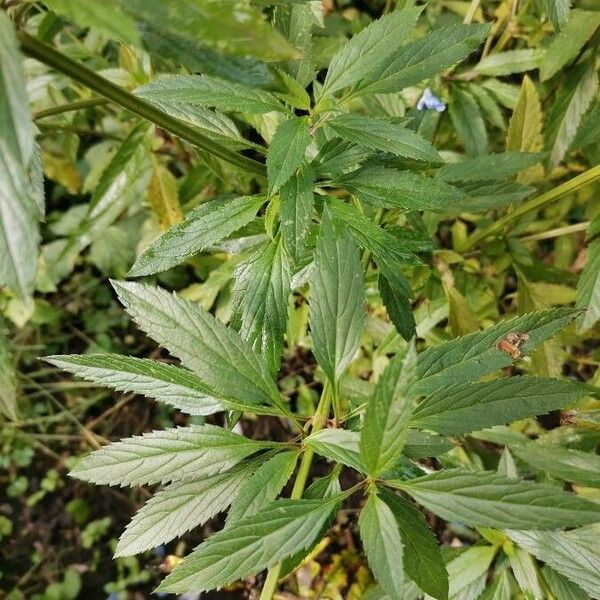 Salvia uliginosa Φύλλο