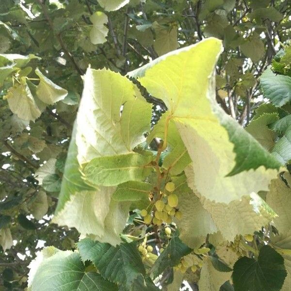 Tilia tomentosa Fruit