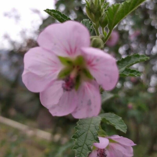 Anisodontea scabrosa Flower