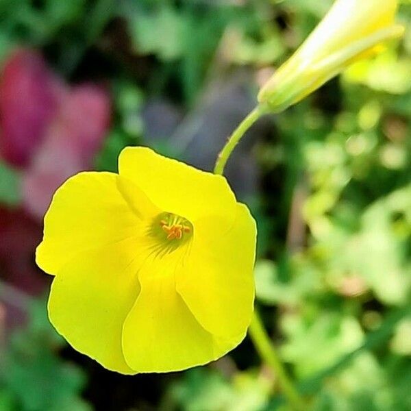 Oxalis pes-caprae Žiedas