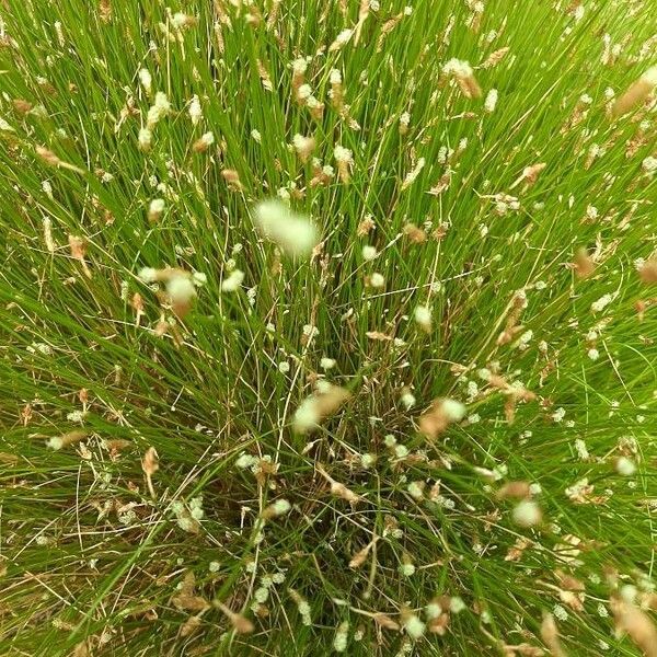 Isolepis cernua Blatt