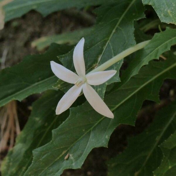 Hippobroma longiflora Květ