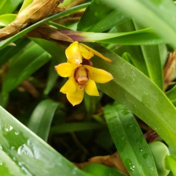 Maxillaria variabilis Kukka