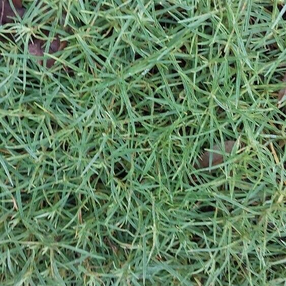 Dianthus plumarius Hoja