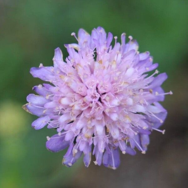 Knautia dipsacifolia ফুল