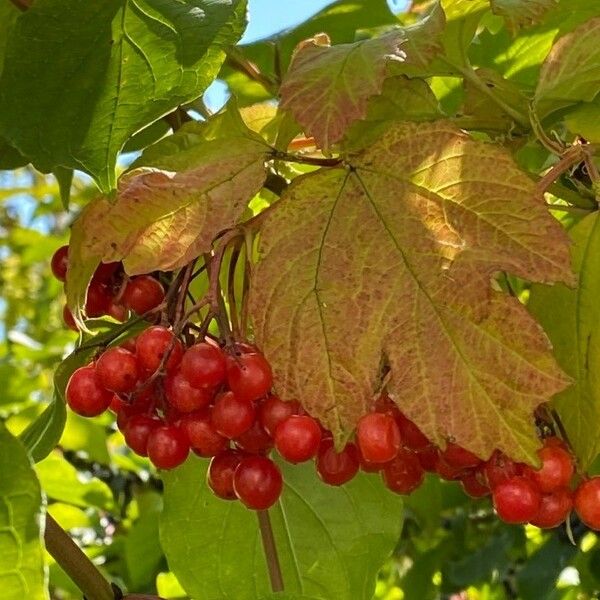 Viburnum opulus Frucht