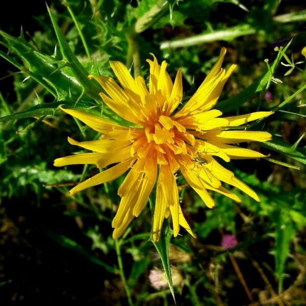 Scolymus hispanicus Bloem