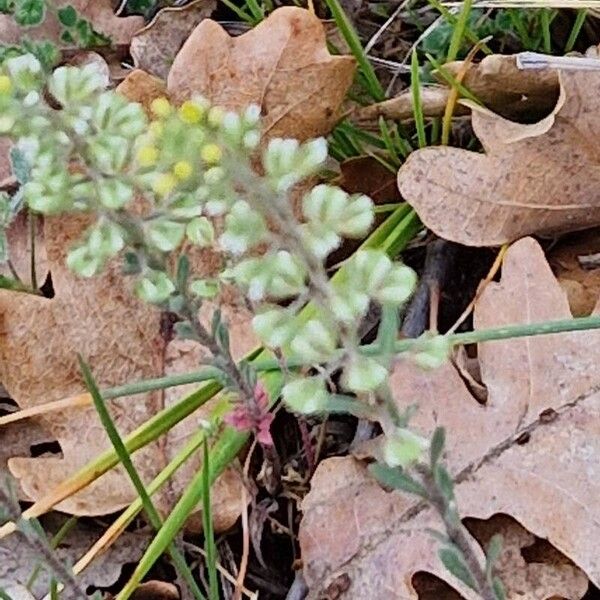 Alyssum alyssoides Flor