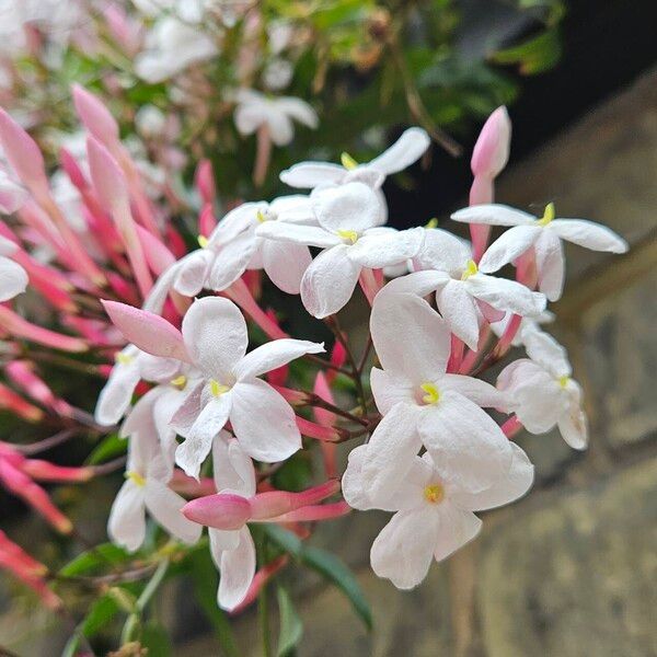 Jasminum polyanthum Blüte