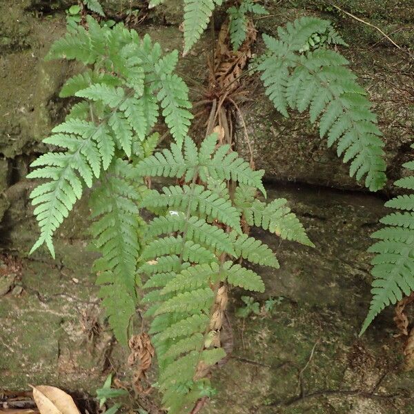 Parapolystichum barterianum Habit