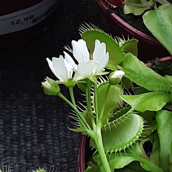 Dionaea muscipula Květ