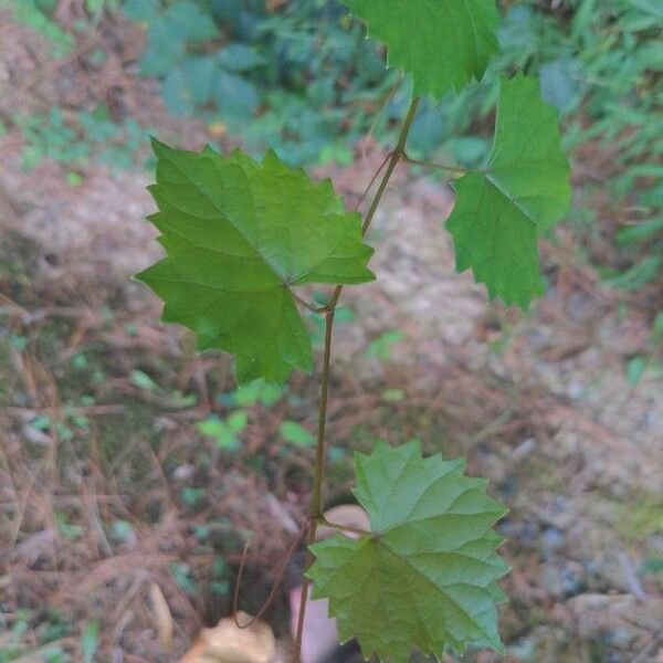 Vitis rotundifolia 葉