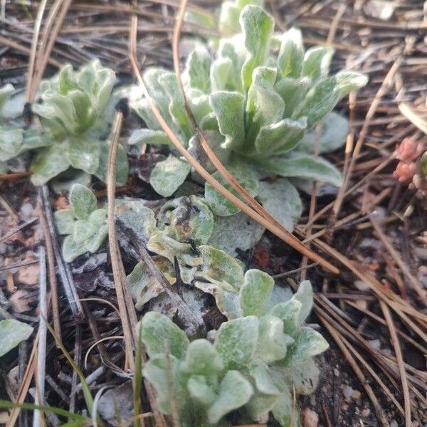 Antennaria parvifolia Feuille