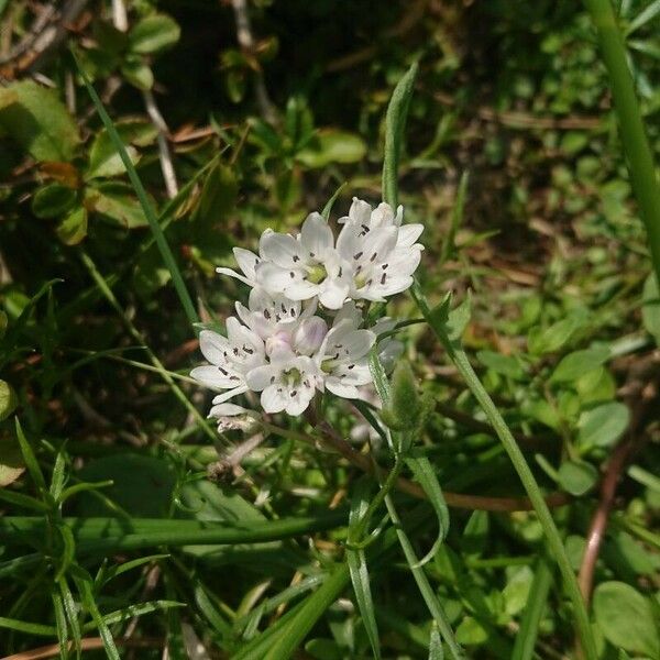 Brimeura fastigiata Flower