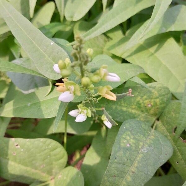 Phaseolus lunatus Flower