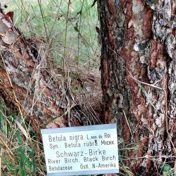 Betula nigra Bark