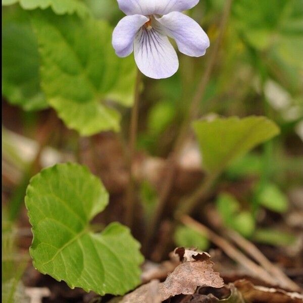 Viola selkirkii Flor
