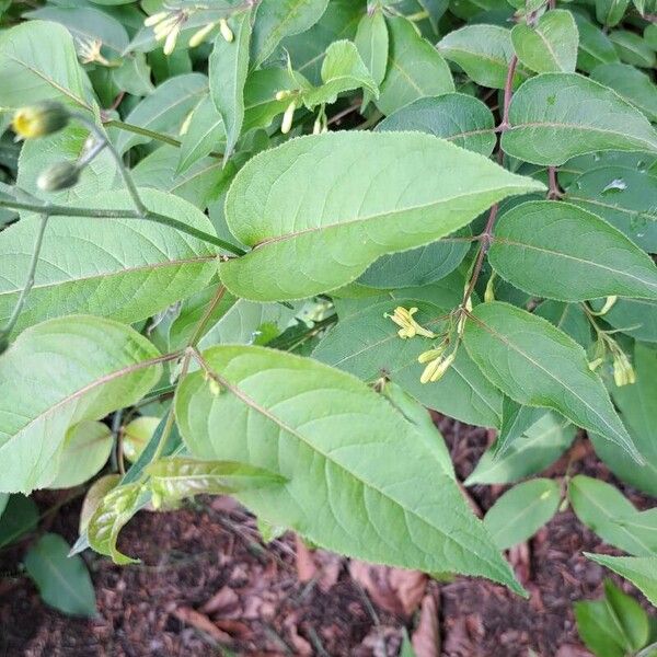 Diervilla lonicera Листок