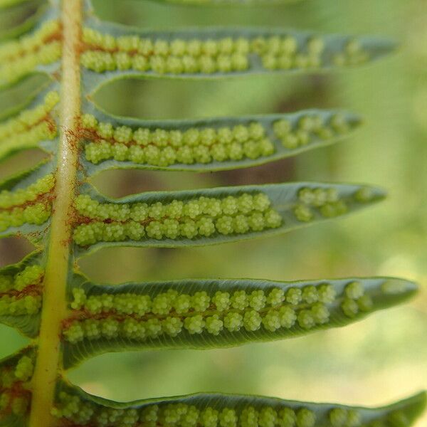 Dicranopteris linearis Leaf