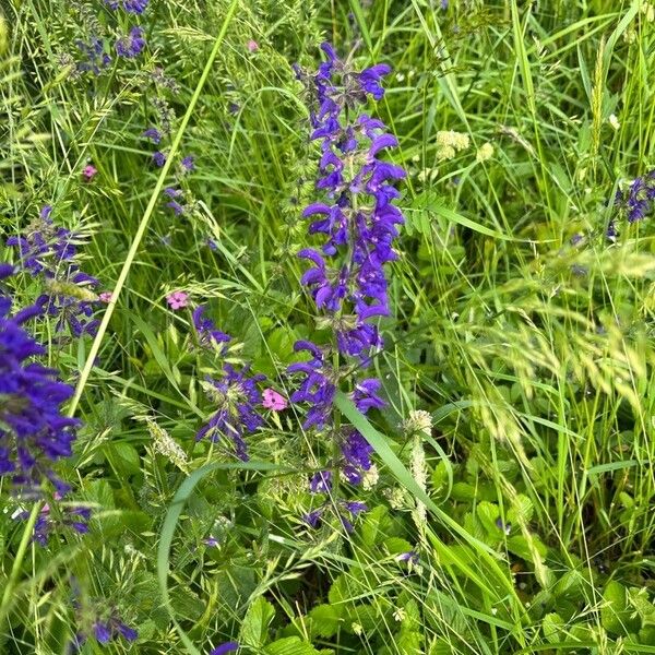 Salvia pratensis ফুল