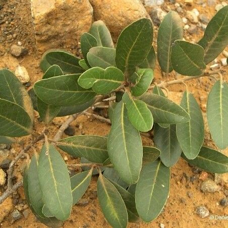 Pichonia lecomtei Hàbitat