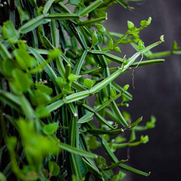 Cissus quadrangularis Leaf