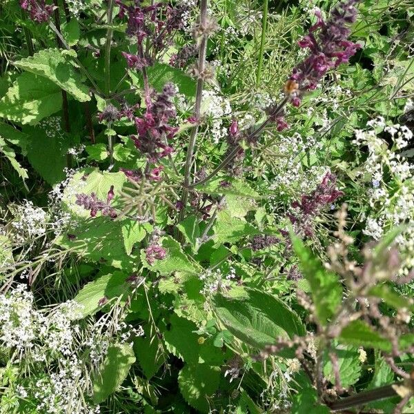 Stachys sylvatica Цвят