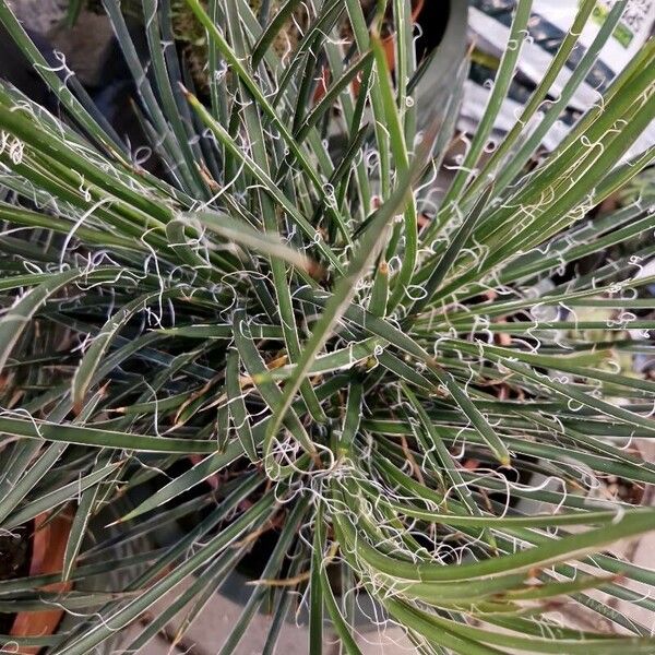 Agave filifera Vivejo