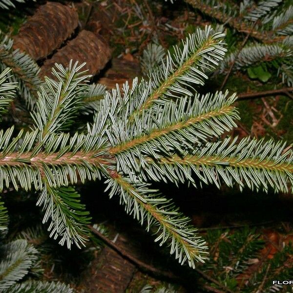 Abies alba Other