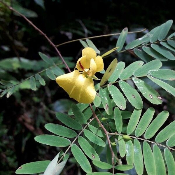 Chamaecrista fasciculata Floare