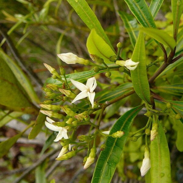 Alstonia macrophylla Çiçek