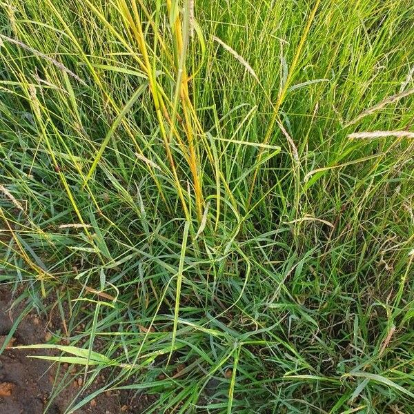 Themeda triandra Lapas