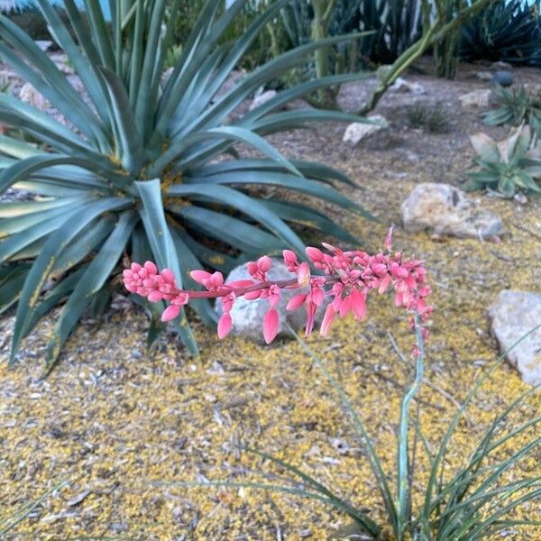 Hesperaloe parviflora Õis