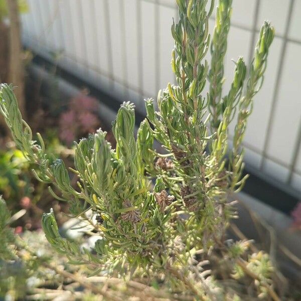 Lavandula stoechas 葉