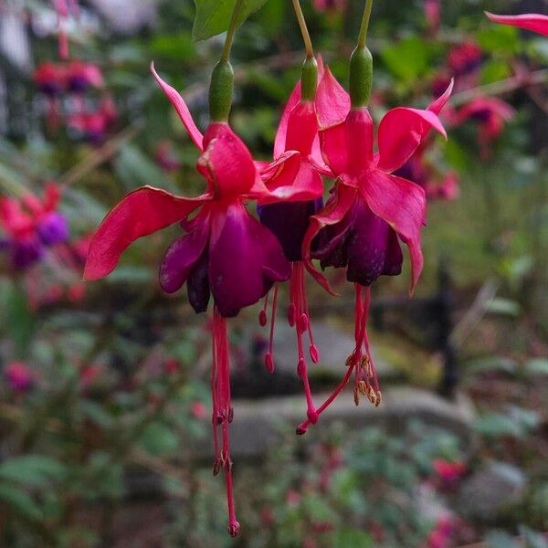 Fuchsia magellanica Flower