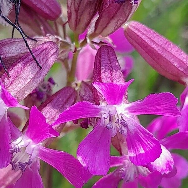 Viscaria vulgaris Flower