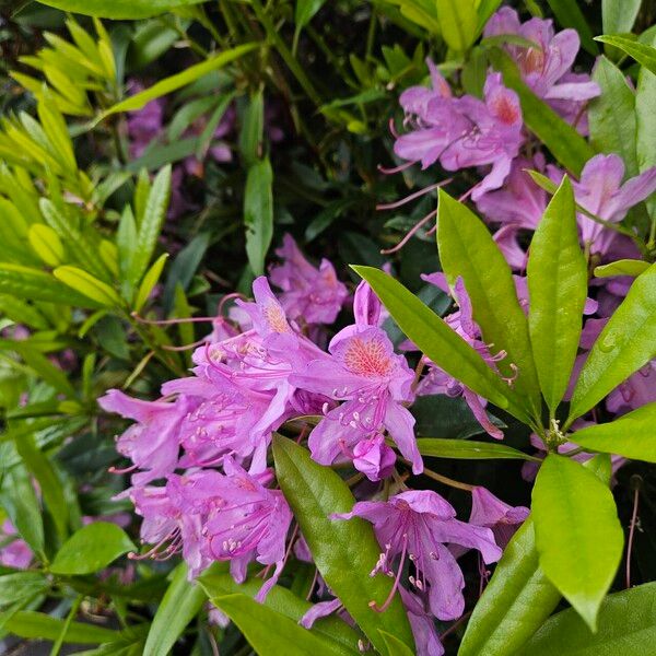 Rhododendron ponticum Habitatea