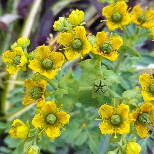 Ruta chalepensis Blomst