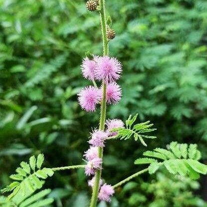 Mimosa diplotricha ফুল