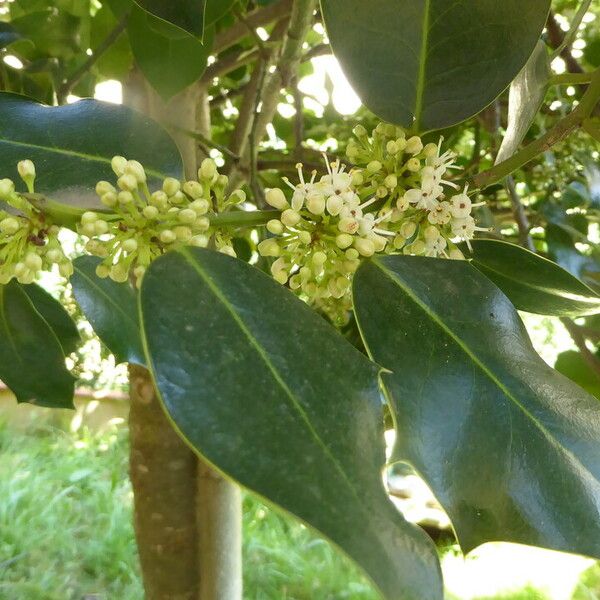 Ilex aquifolium Kôra