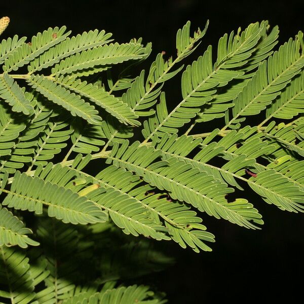 Vachellia collinsii 葉