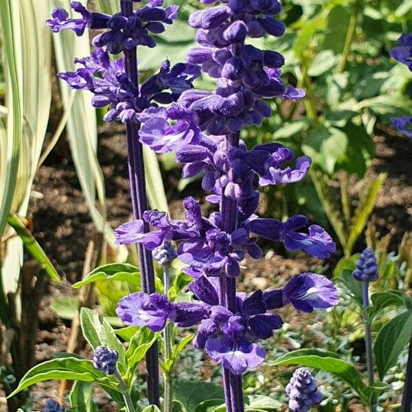 Salvia farinacea Flower