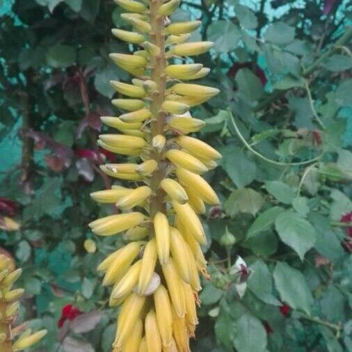 Aloe vera Blomst