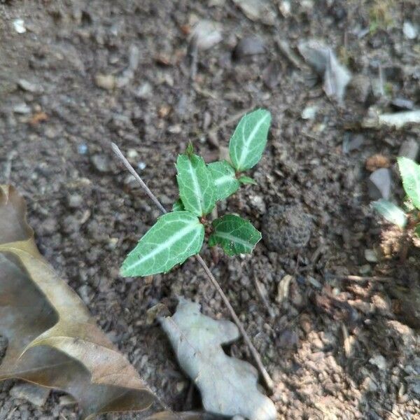 Chimaphila maculata Hoja