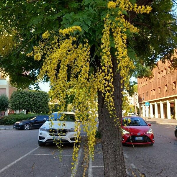 Koelreuteria paniculata Çiçek