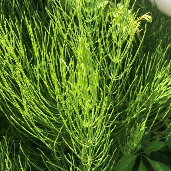 Equisetum arvense Leaf