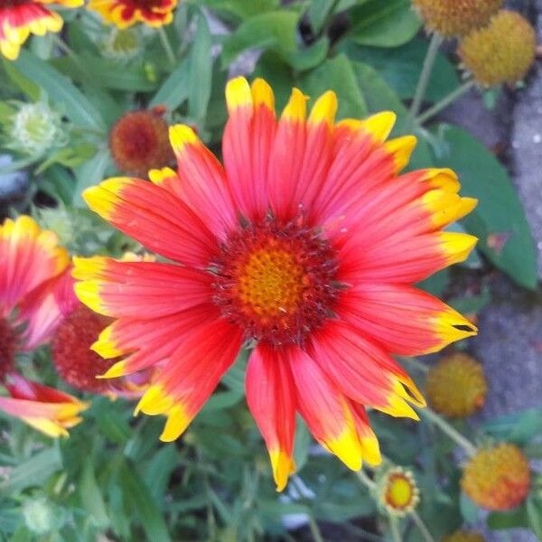 Gaillardia pulchella Çiçek