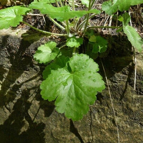 Heuchera richardsonii পাতা