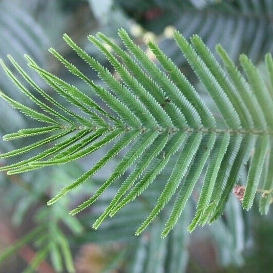 Acacia mearnsii Other