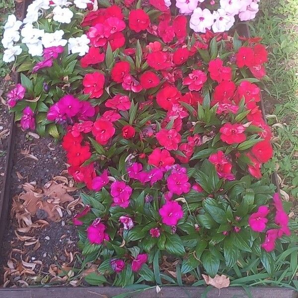 Impatiens hawkeri Bloem